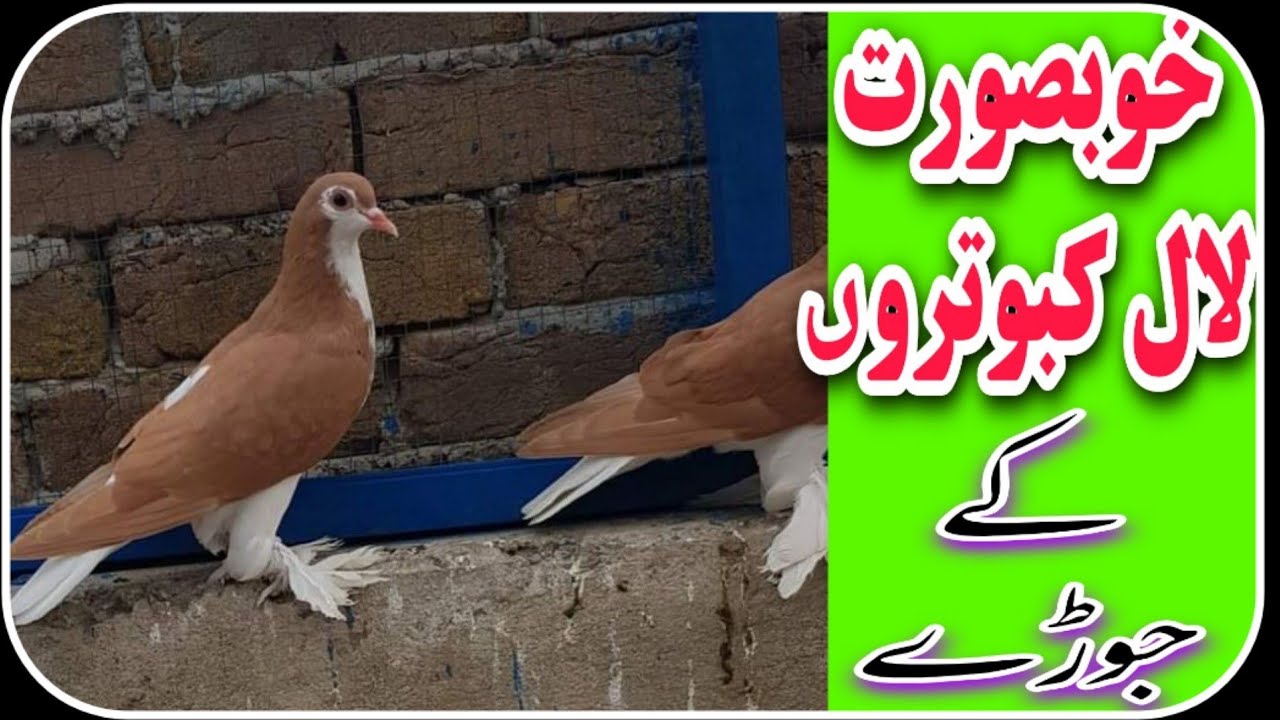 Lal or Lal chap//لال چپ کبورروں کا جوڑا//Vip 2021