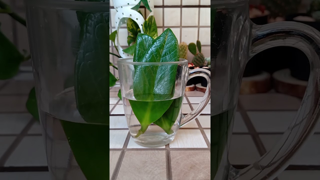 Como enraizar zamioculca na &aacute;gua - F&aacute;cil e Pr&aacute;tico