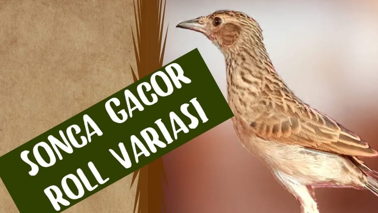 MASTERAN BRANJANGAN SONCA GACOR ROLL SPEED RAPET VARIASI