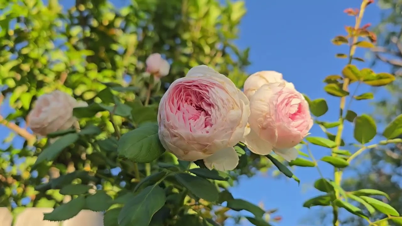 April 2026 --Spring Flowers #flowers #gardening