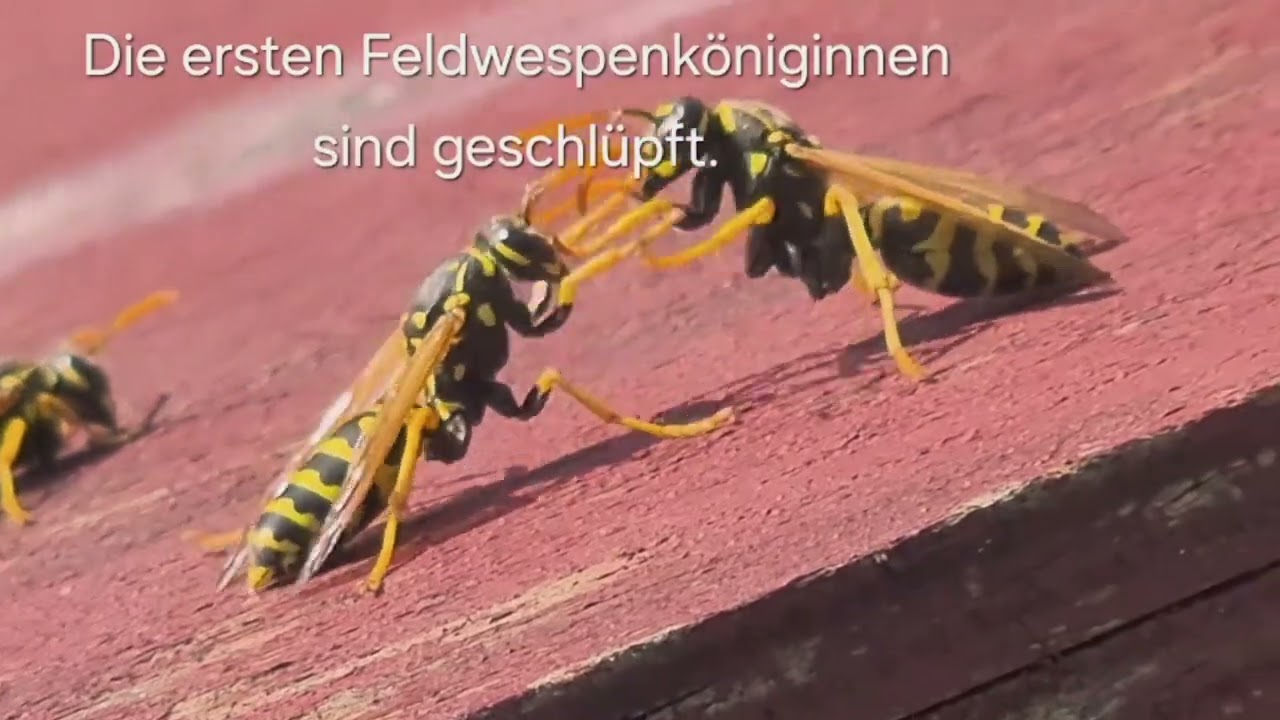 Der wilde Garten im März - Ein Spaziergang