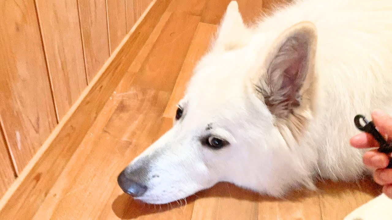 さんぽと出勤の態度が違いすぎるホワイトシェパード🐺がこちら...（笑）