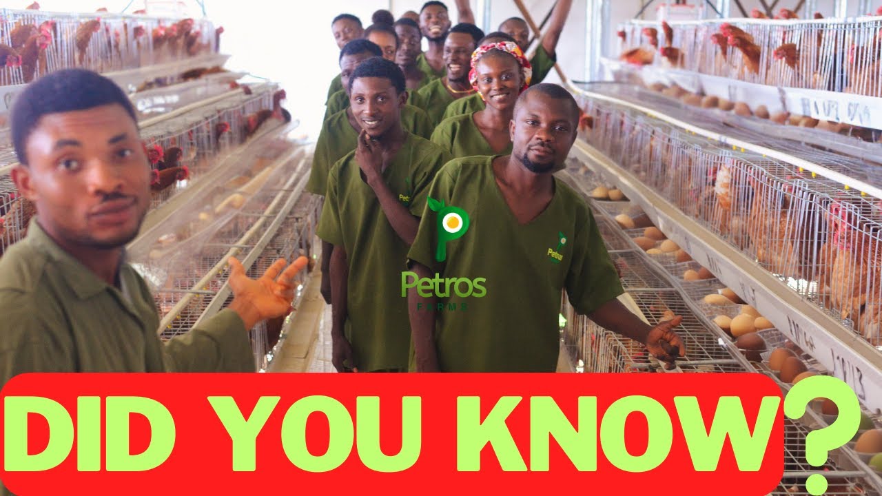 How Petros Farms Became The Fastest Growing Poultry Farm In Nigeria #poultryfarming