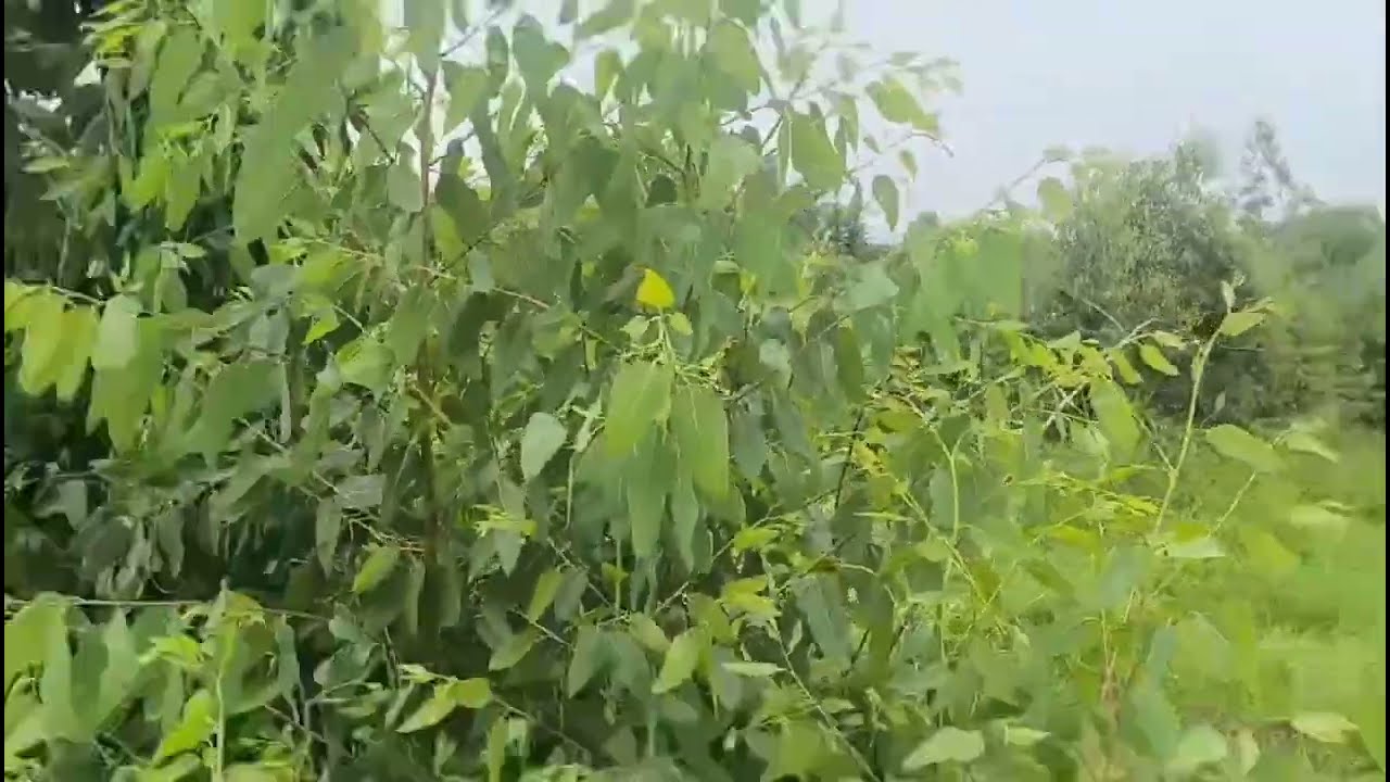 13 acre land with  tubewell connection nehri pani for sale in Hoshiarpur punjab  9316167007