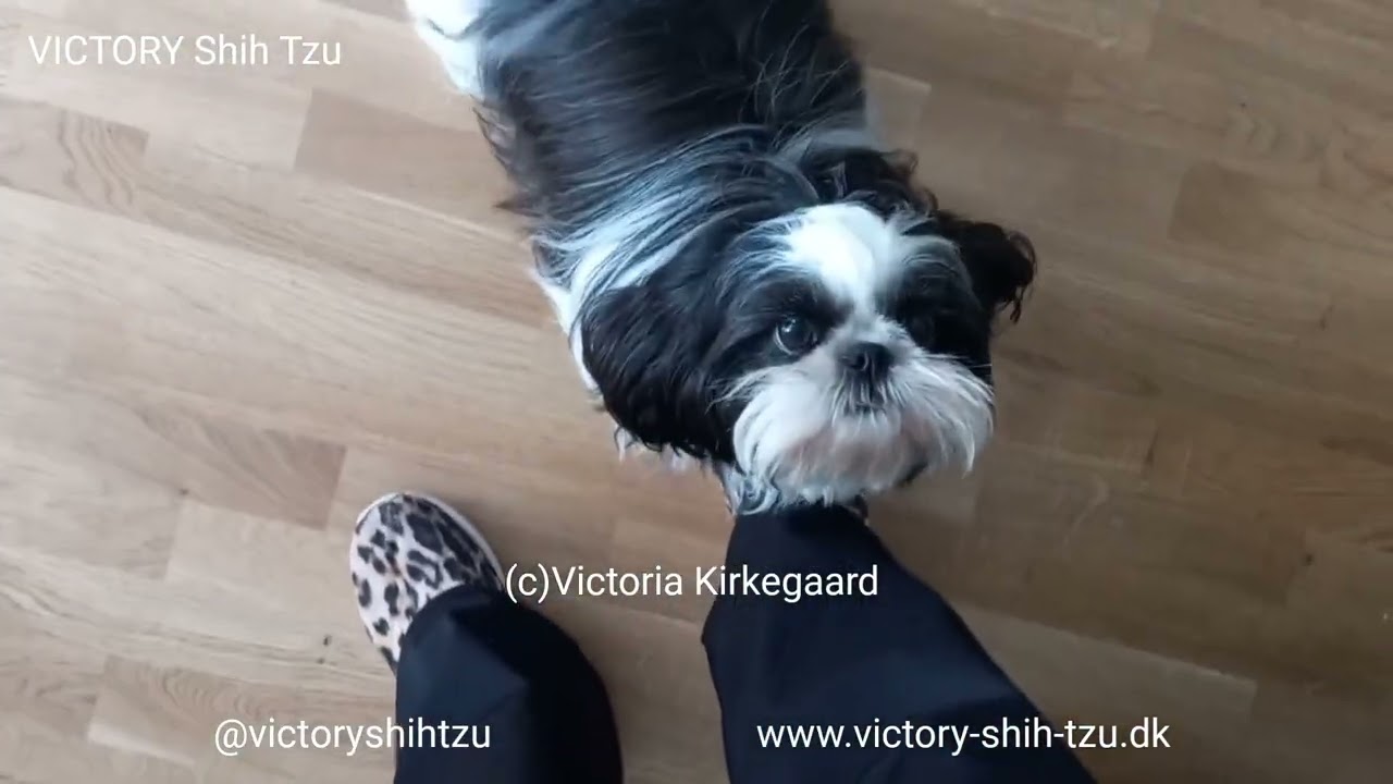 VICTORY Shih Tzu's Olivia-Sophia Playing With Friends