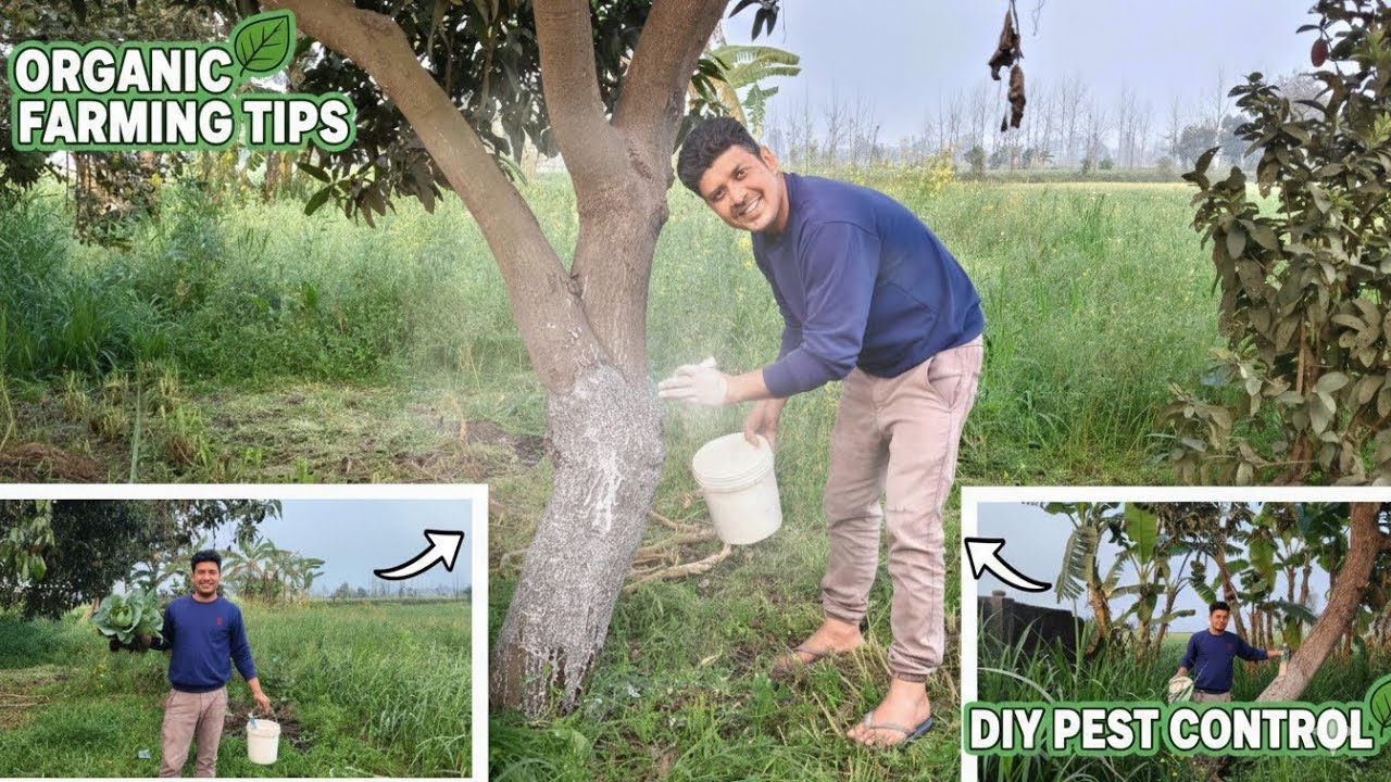 Ped Ko Kido Se Bachne Ka Desi Tarika Dekhe 🌱