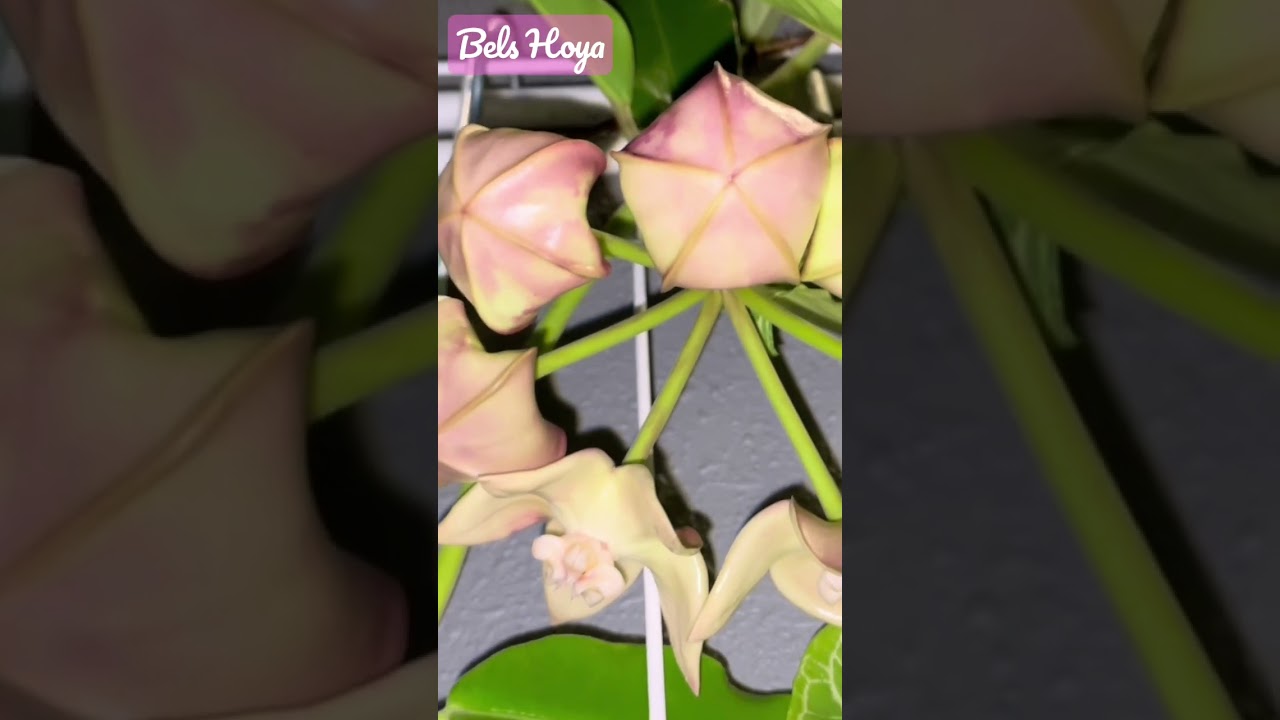 HUGE Hoya Imperialis flower is here!!🥰