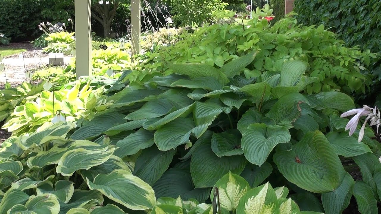Hostas in Shade Gardens