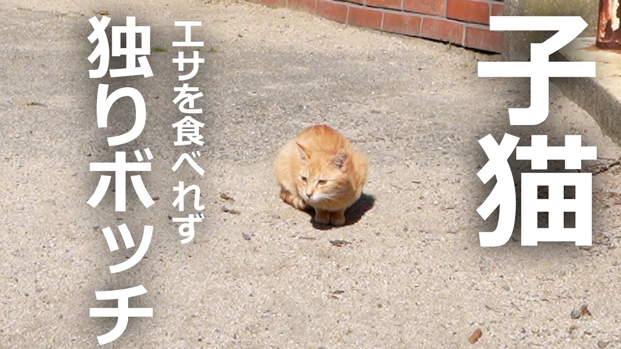 子猫が独りでポツン！エサを食べれないその結果…