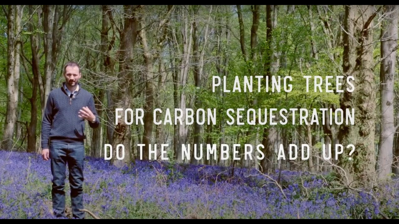 Planting trees for Carbon Sequestration - do the numbers add up?