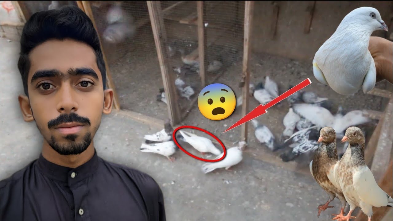 Sham Ko Buri Halat Ma Kabootar Pkra😨 || Pkra Kabootar Or Zeera Baby Pigeon Da Dia🫣. #Itspigeonlover