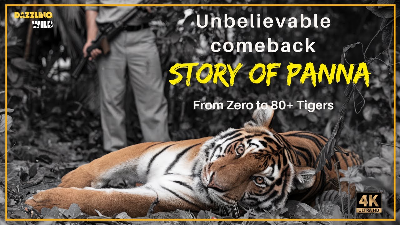 Untold story of Panna| How Panna went from 0 to 80 tigers 🐯| Panna Tiger re-introduction program