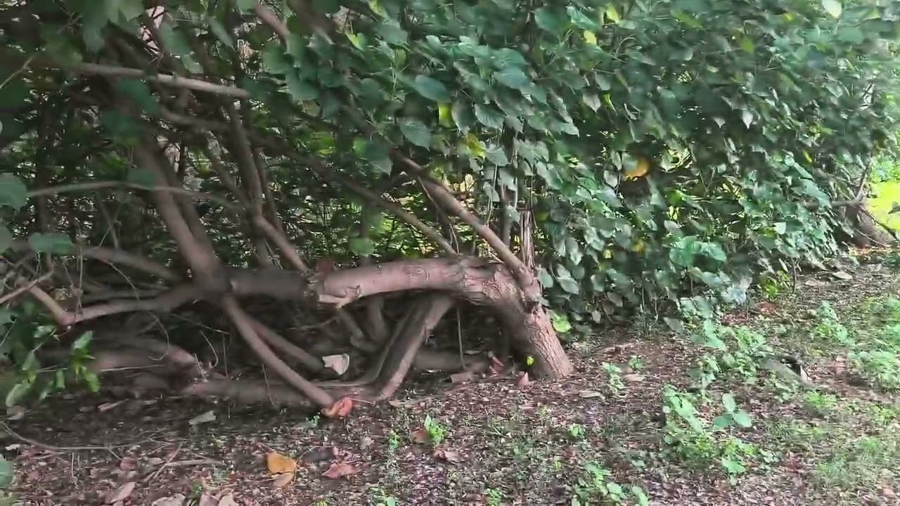 A la saline les bains ! Parc sportif et promenade .#reunion 