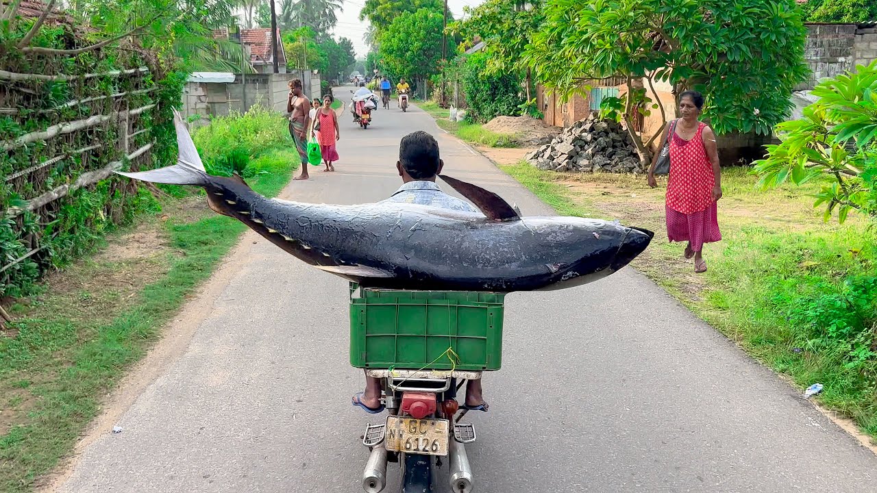 Great!! Startling Natural Village Road's Fish Cutting  Master beast in Sri lanka