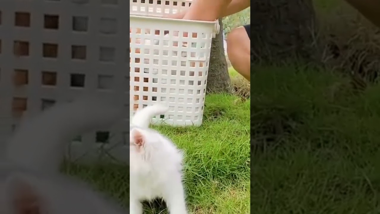 Cute Cats #Shorts Funny video #shorts