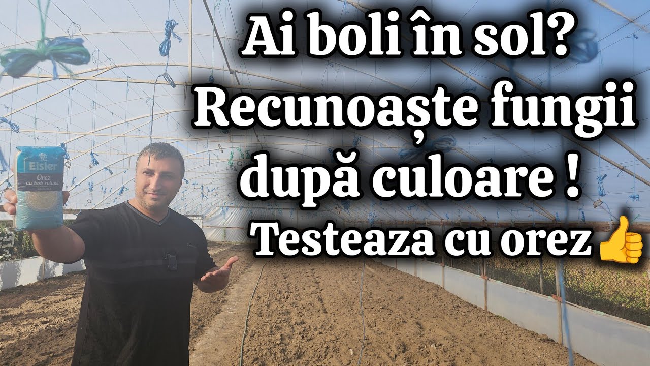 Testează solul cu orez și află ce fungi ai în grădină ! 