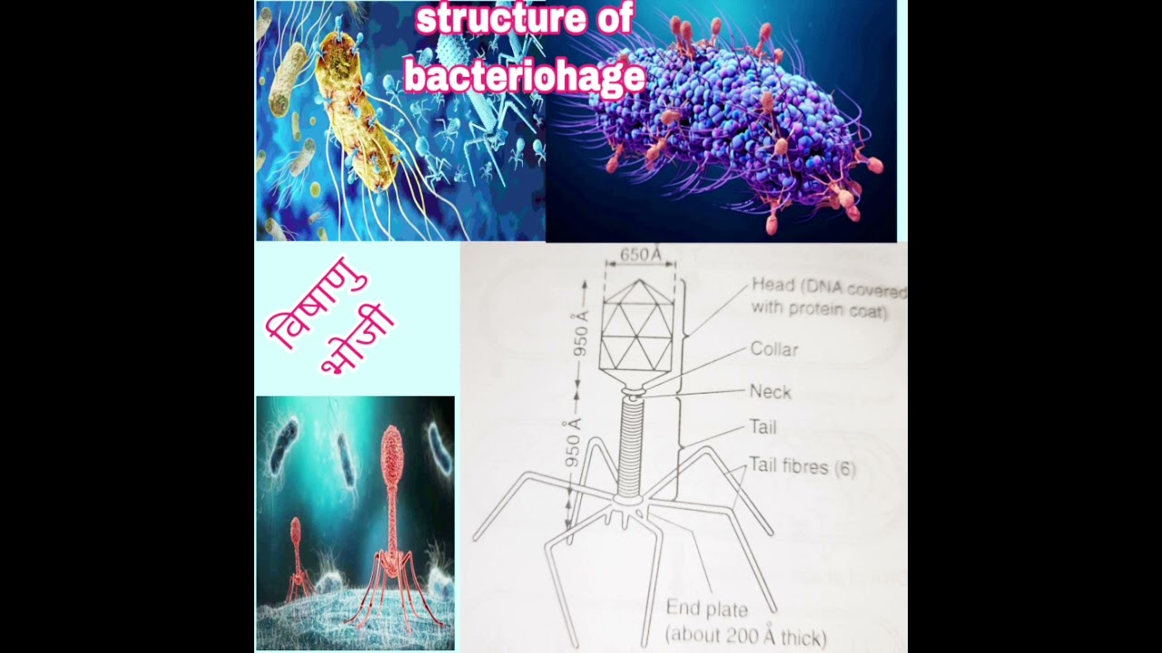 #biologyexam #biologyexam #biologyexam #biologyquiz #lifeisbutadream #biologyquiz