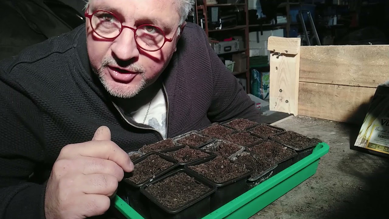 Comment semer les haricots vert et beurre, fèves en godet bonus le semis d'herbe à chat