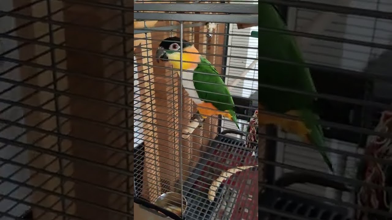 La pappa di Rocco