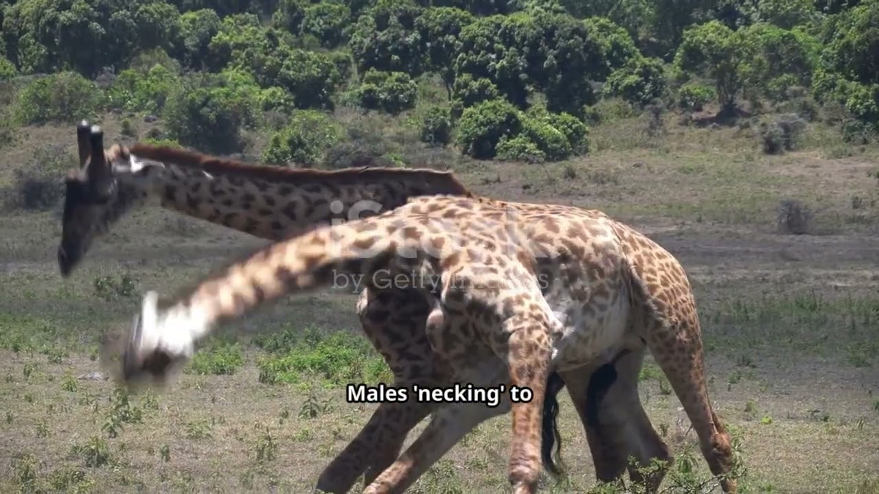Discover Giraffes 🦒 | Incredible Facts About the Tallest Animal on Earth