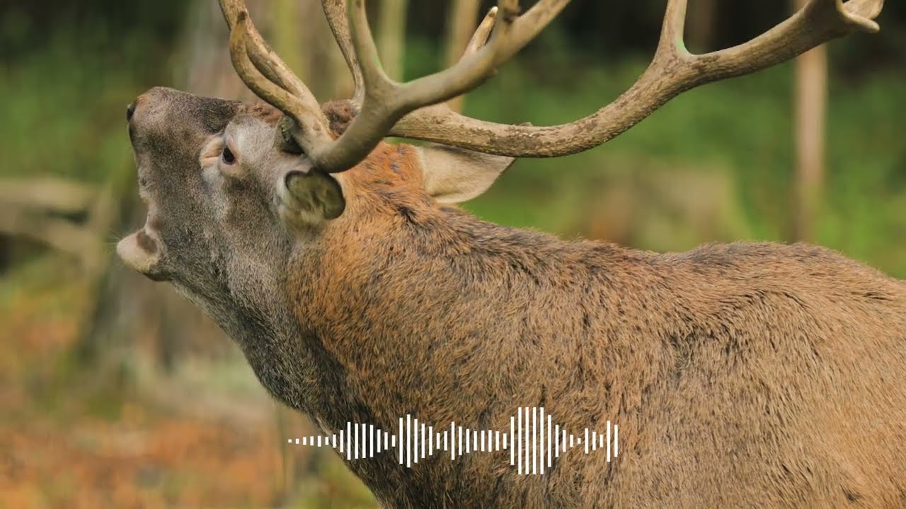 🦌 SEPTIEMBRE: MES DE LA BERREA EN NUESTROS ESPACIOS PROTEGIDOS 🦌