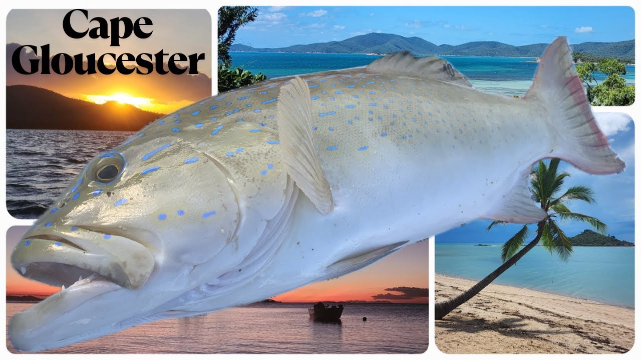 Catching BIG Coral Trout in 5m of Water on Soft Plastics - Cape Gloucester