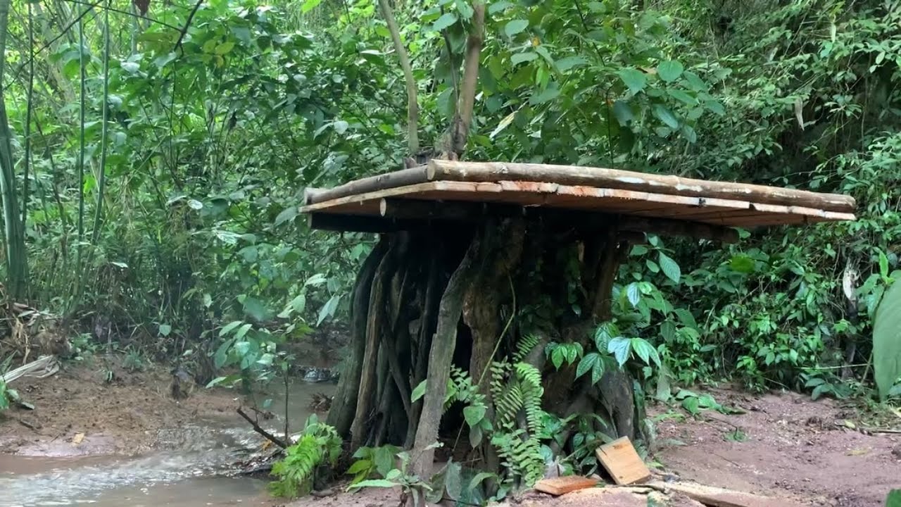 Building a shelter alone on the base of an ancient tree in the middle of a stormy season
