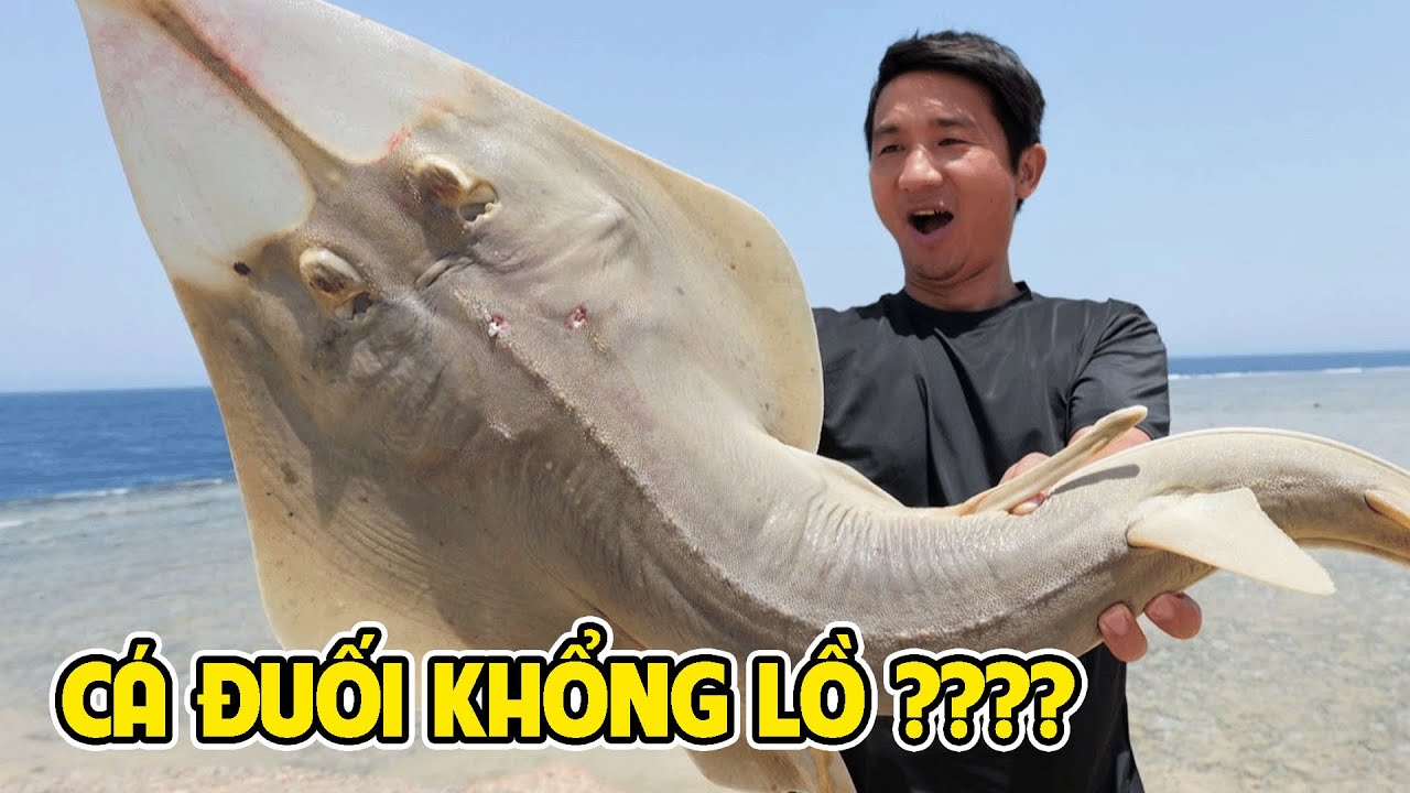 MỘT MÌNH GIỮA ĐẠI DƯƠNG, CHẠM TRÁN CÁ ĐUỐI ĐẦU CÀY NGUY HIỂM