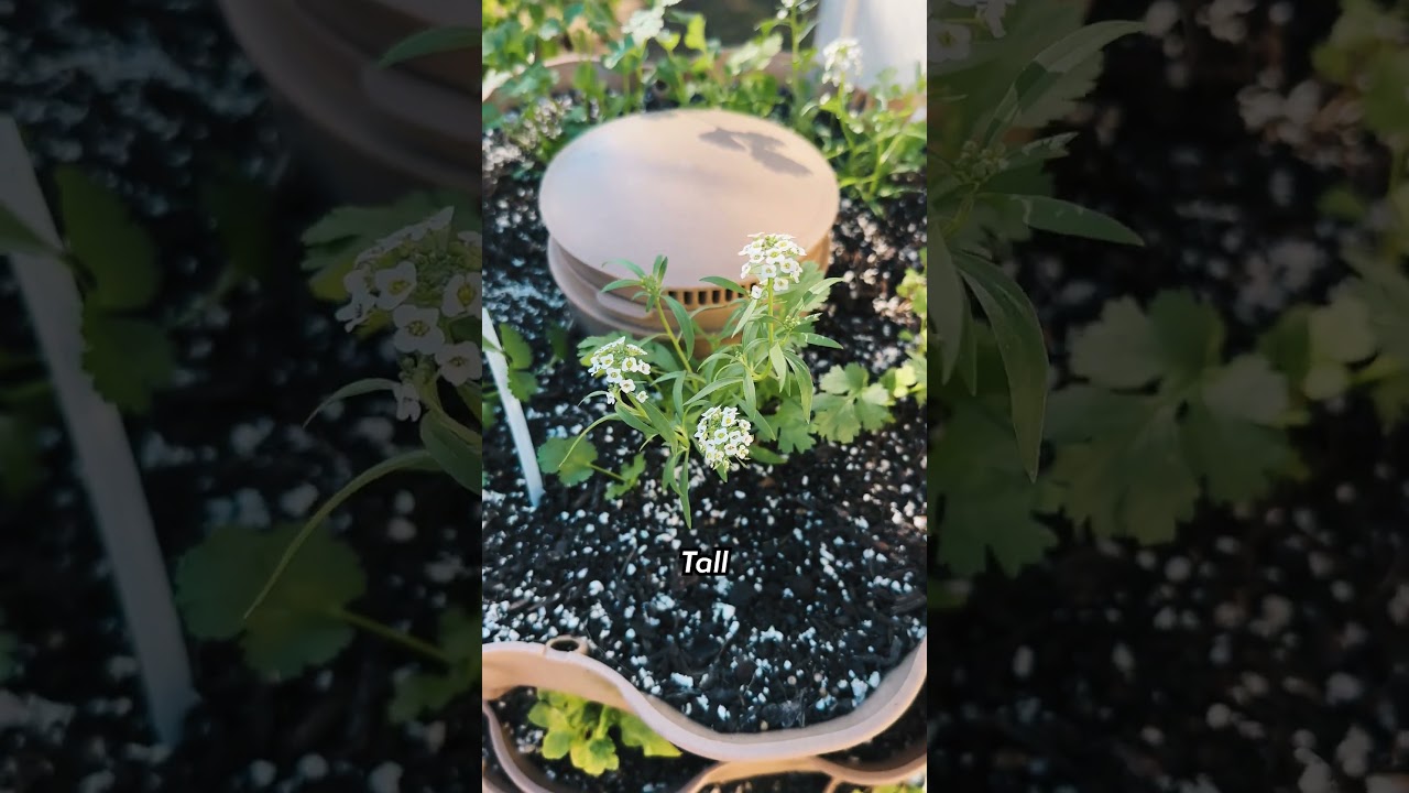 The Types of Alyssums You Should Grow In Your Garden #pollinatorgarden #gardening101 #gardeningtips