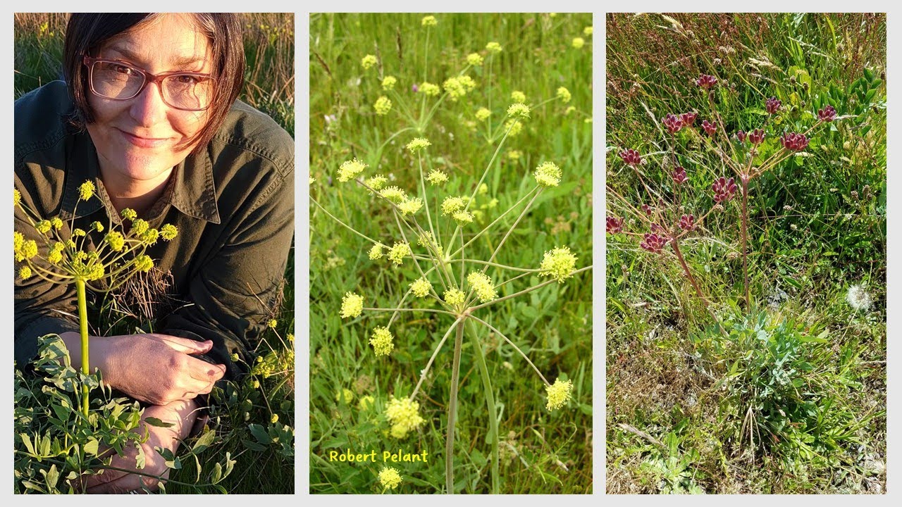 Bare-stem biscuit root Lomatium nudicaule native plant in western North America with 'medusa' umbels