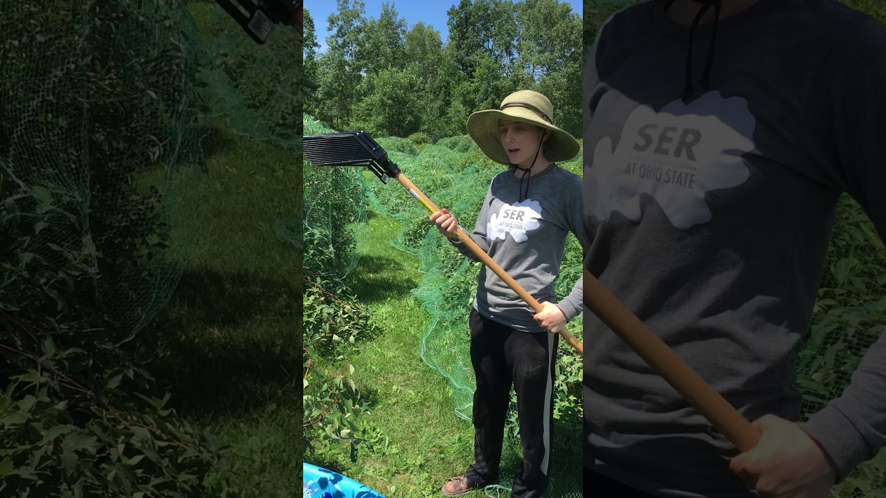 Shake-n-Drop Haskap/Honeyberries with (new) Manure Fork/Rake