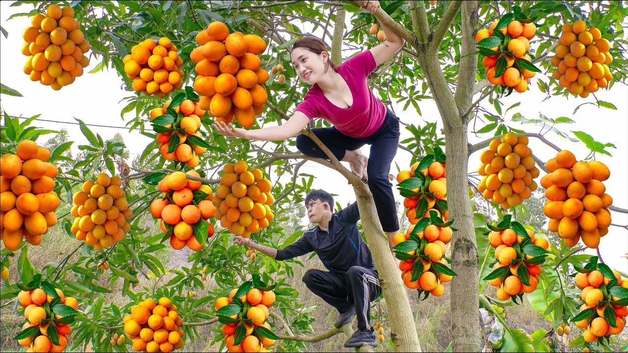 Harvesting Mango Plum Fruits With Disabled Younger Brother - Help Little Brother Climb Tree