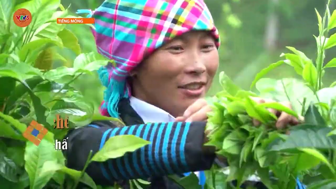 [TIẾNG MÔNG] ĐỒI CHÈ CỔ THỤ | VTV5