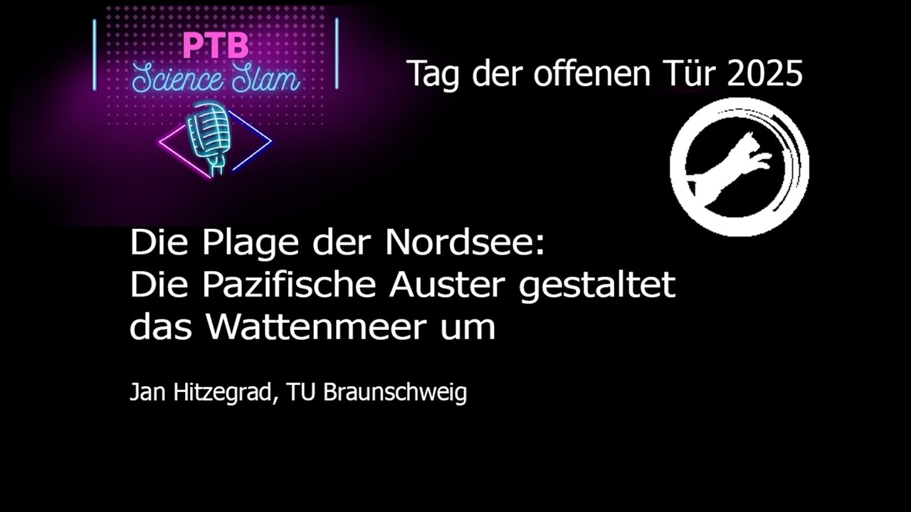 Die Plage der Nordsee – Die Pazifische Auster gestaltet das Wattenmeer um