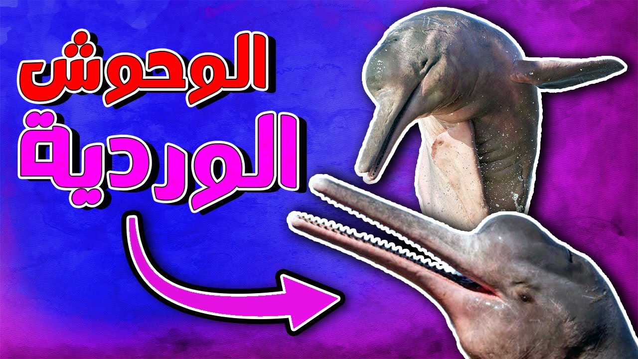قصة الدلافين الوردية كيف سيطرت على أكبر أنهار أمريكا الجنوبية