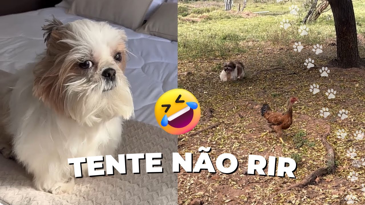 SHIH TZUS ENGRAÇADOS - MELHORES VÍDEOS DE 2025