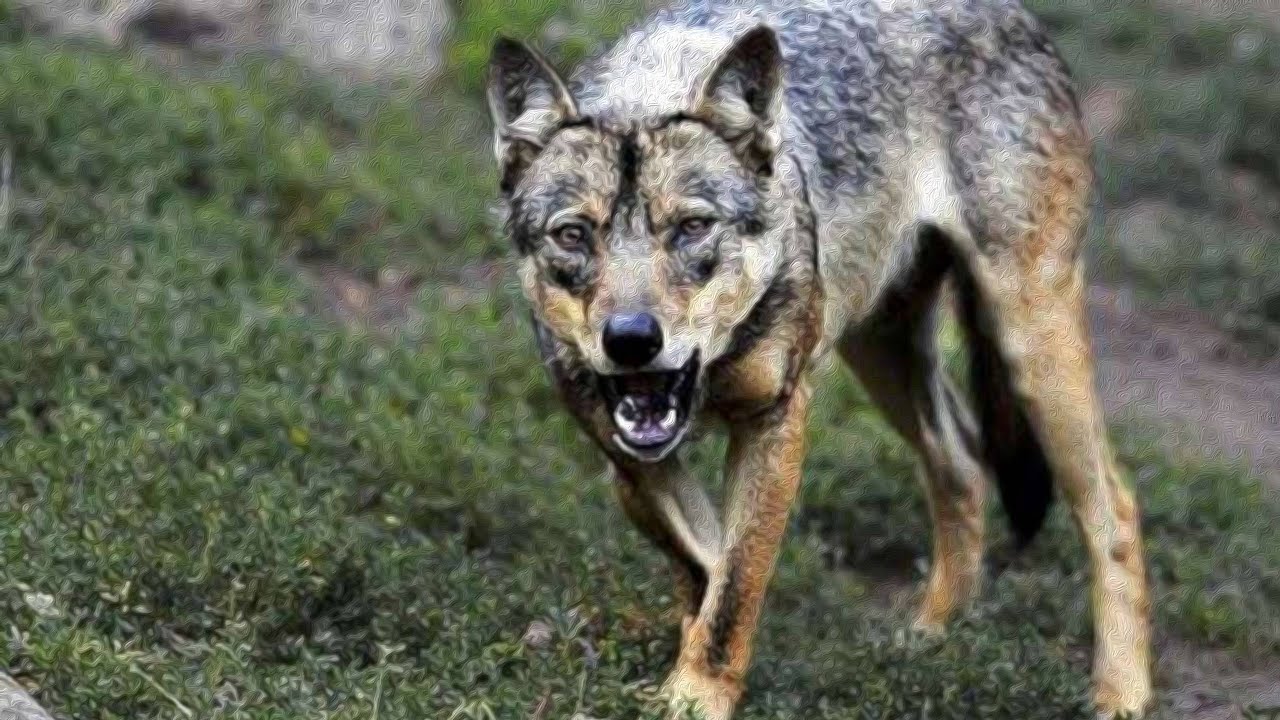 Ulv dræber to hunde i Jylland