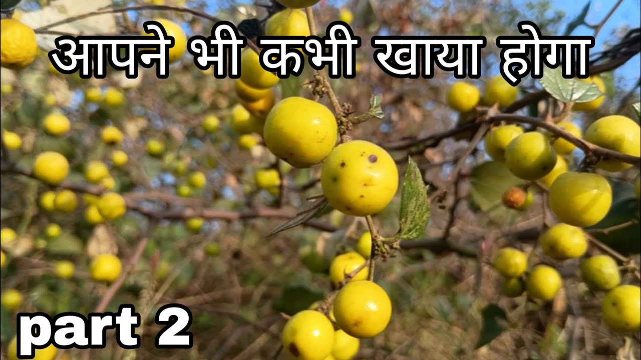 Day 11/30 | I'm back to eating wild fruit 🫒| me fir aa gya hu jangli fal khane 