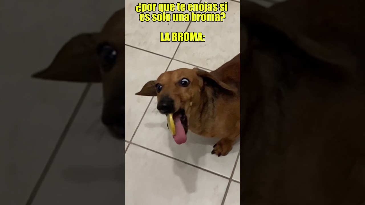 perro salchicha gordo bachicha! 🥰#animals #perros #family #viral #bromas