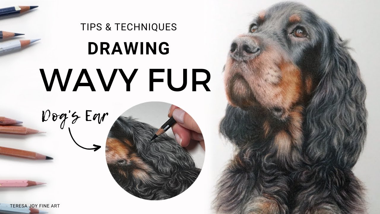 Drawing Animal Fur - Blending Curly Hair with Coloured Pencil (Beginner Tutorial) #coloredpencil