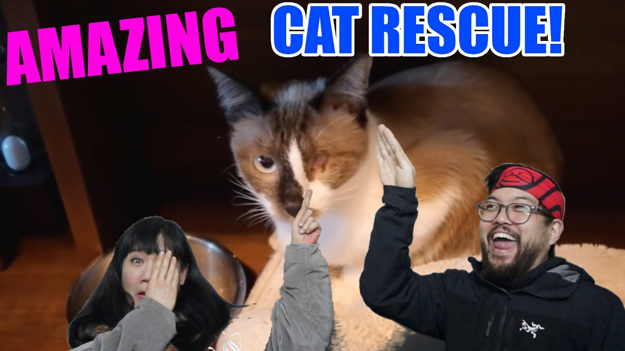 Amazing cat rescue by Rachel and Jun. Kindness gives new life to a stray cat with a missing eye