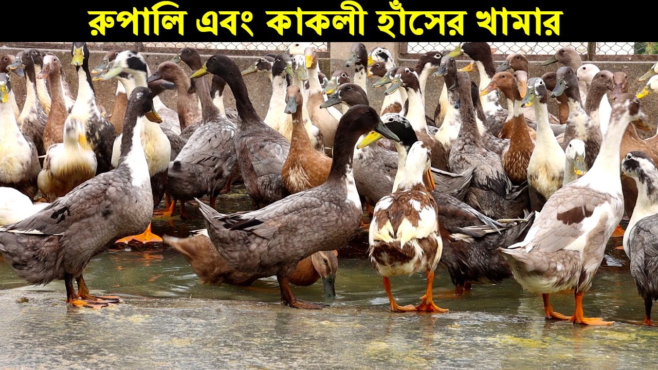 নোয়াখালীর তরুণ উদ্যোক্তা ফরহাদ রুপালি এবং কাকলী হাঁসের খামার করে সফল। Duck Farming