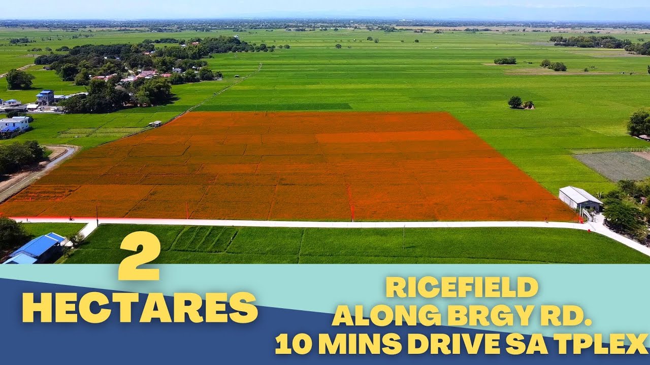 (V#134) 2 Hectares Ricefield Along Brgy. RD. @Guimba, Nueva Ecija With Aerial View