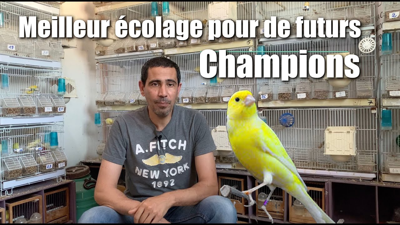 Oiseaux malinois waterslager élevage et écolage