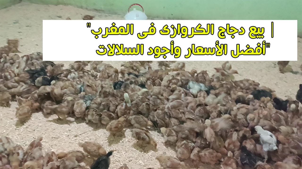 بيع دجاج الكروازي في المغرب | أفضل الأسعار وأجود السلالات للتواصل المرجو الإتصال على 0668762975
