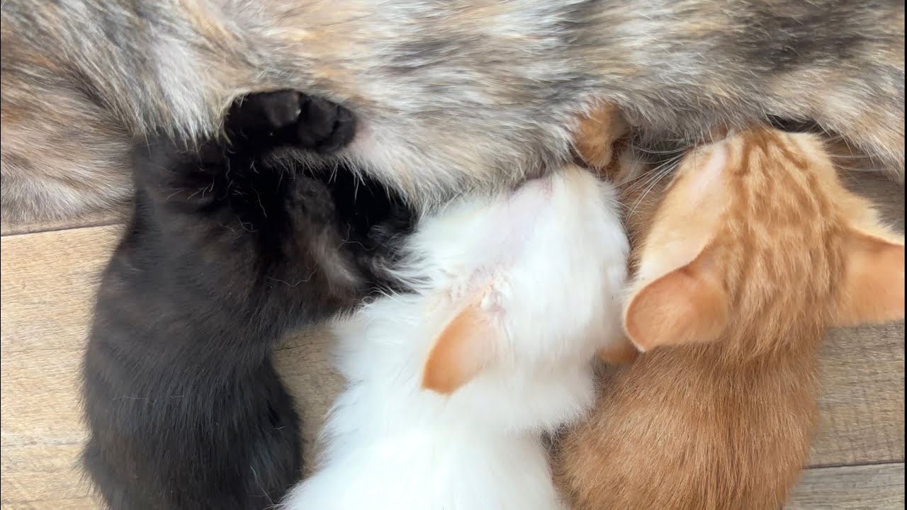 遊び疲れたらお耳ピクピク喉ゴロゴロのおっぱいタイム【ラプ保護物語＆お祭り兄弟日記】A kitten drinks from its tit after getting tired of playing