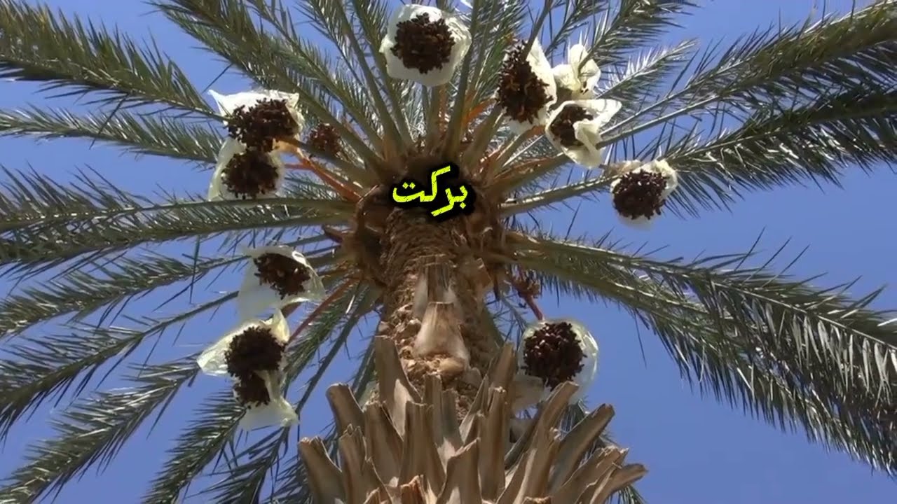 Aik khajor ki barkat💕