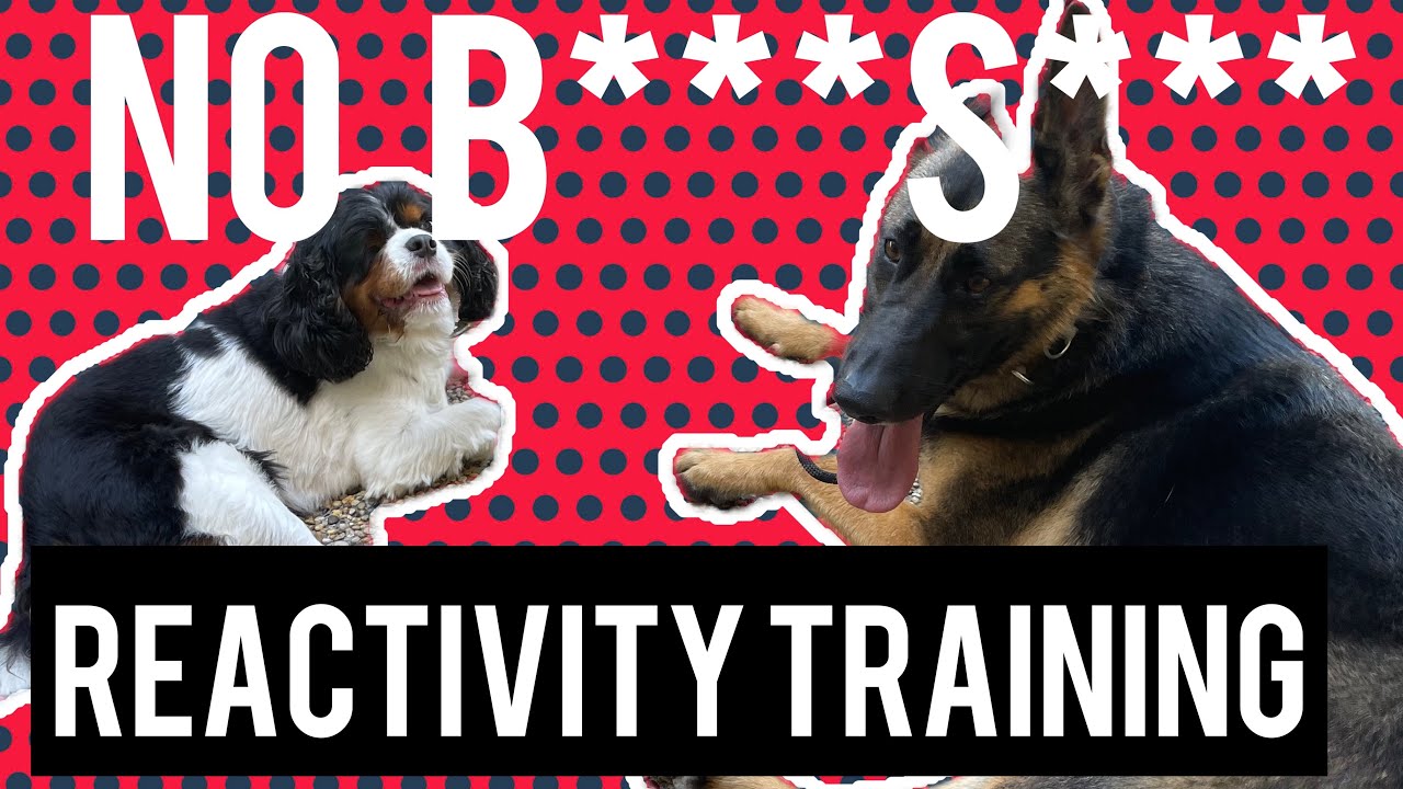 No B****S*** reactivity training