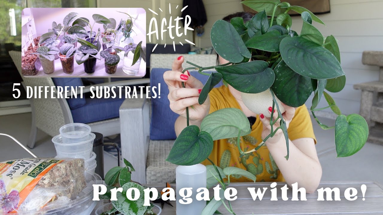 Propagating all my Scindapsus in 5 Different Substrates! Propagation Tips and Tricks for Success