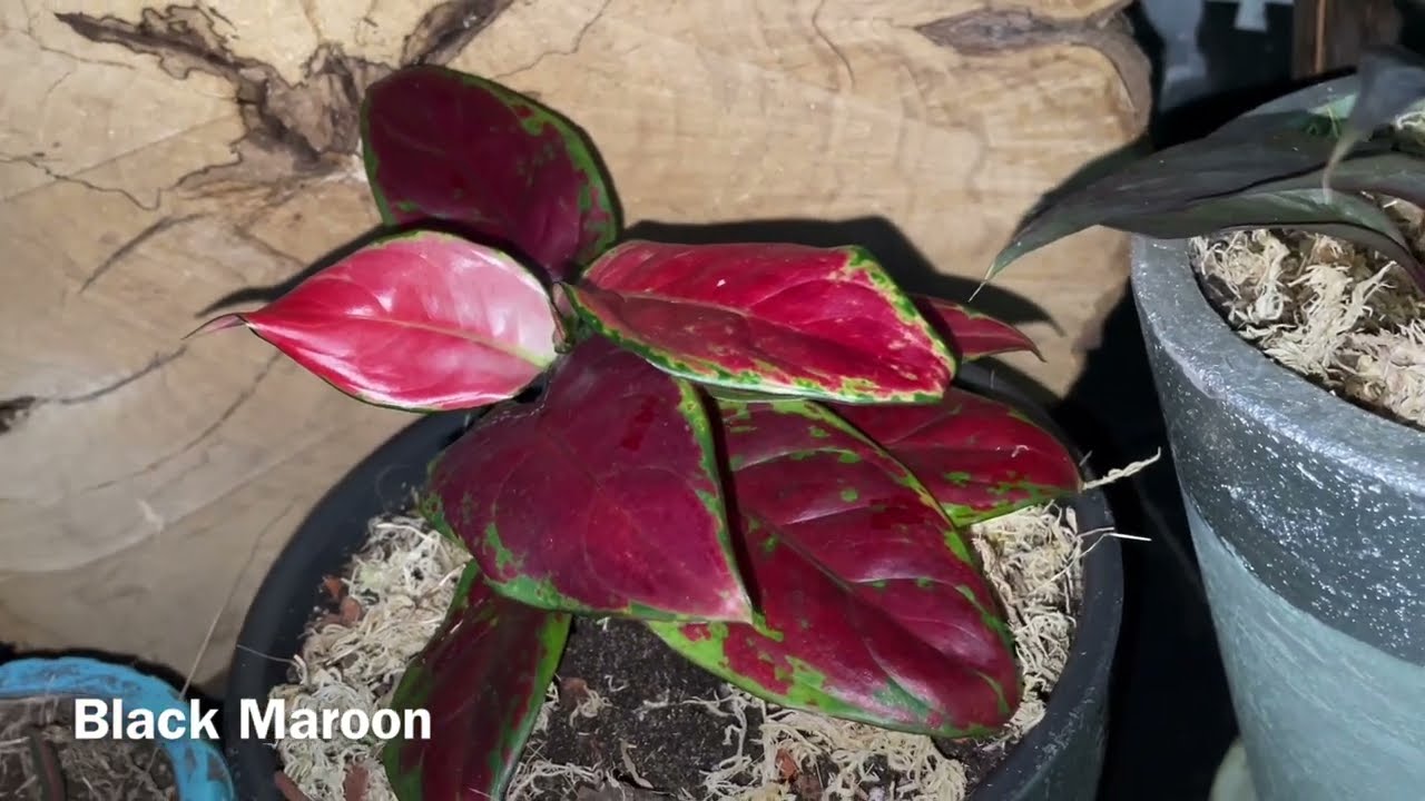 Aglaonema Suksom Jaipong Black Maroon